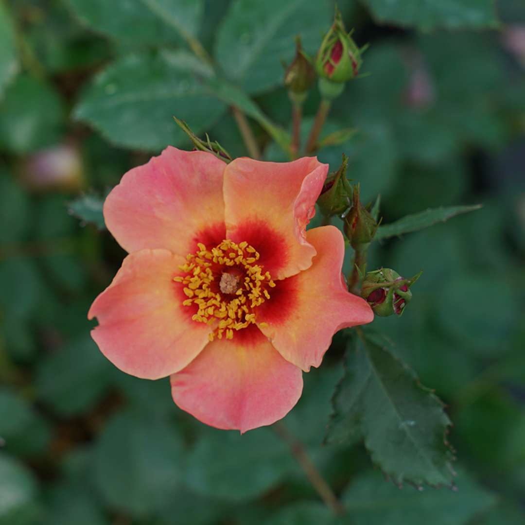 A vivid orange bloom of Ringo All Star rose