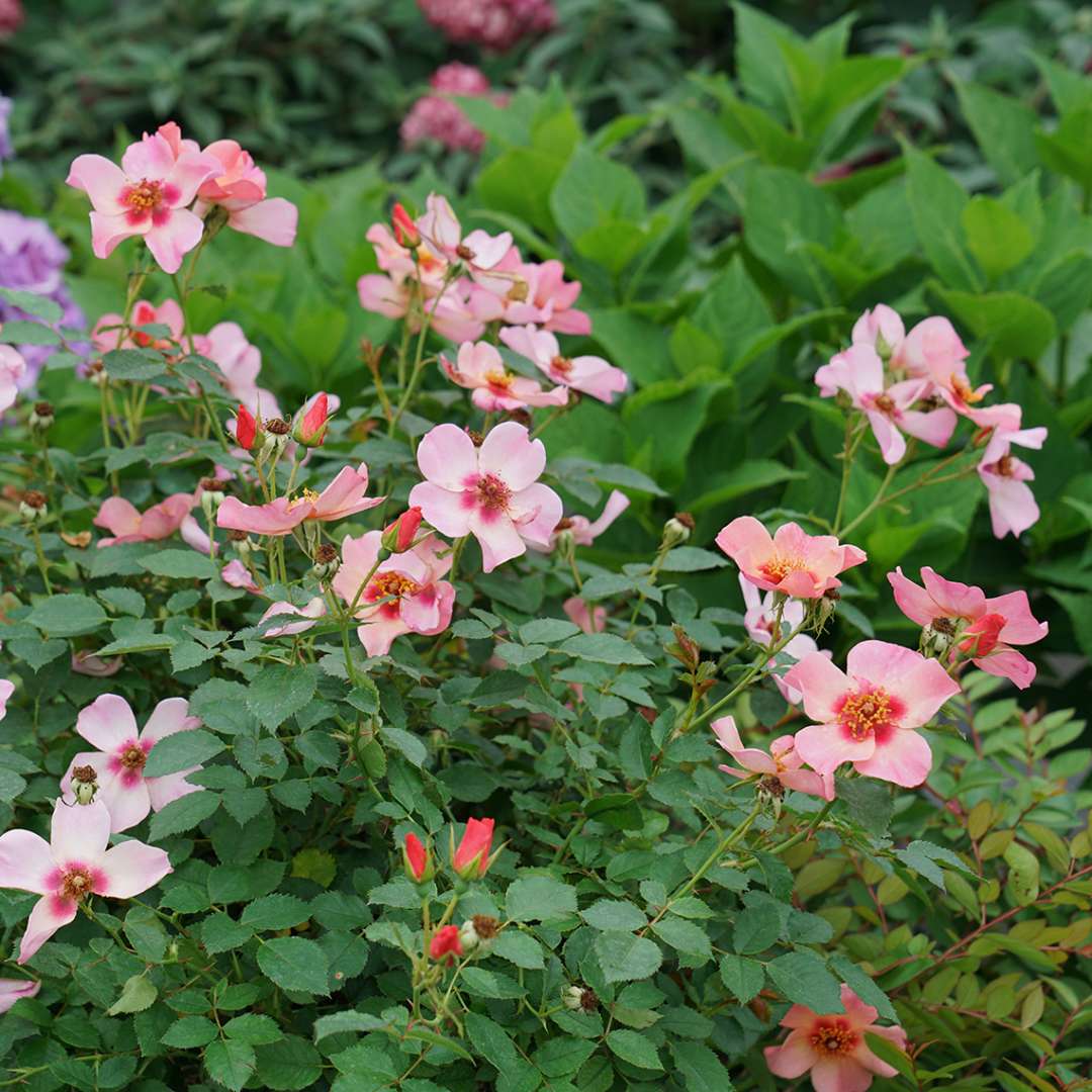 Ringo All Star rose blooming in a garden