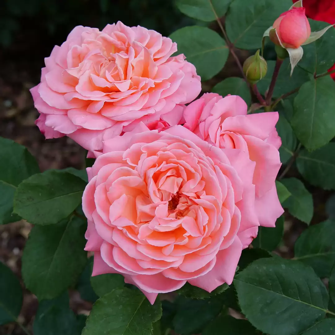 Reminiscent Coral rose has big, full flowers that look like old-fashioned roses.