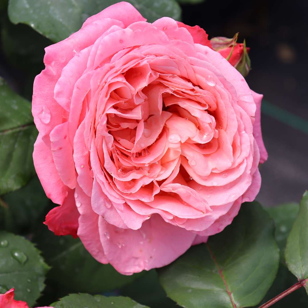 A single bloom of Reminiscent Coral rose showing its very high petal count.