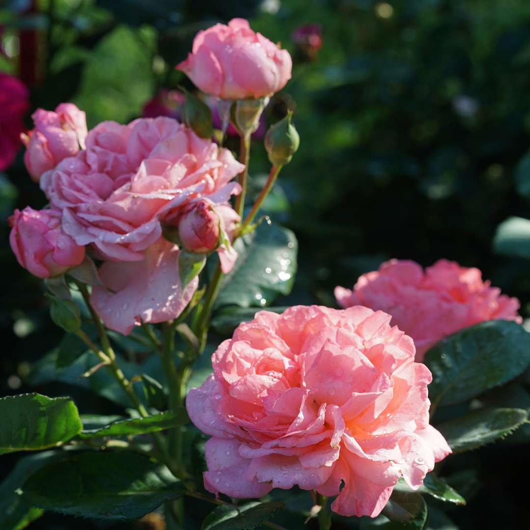 Several blooms on Reminiscent Coral rose.