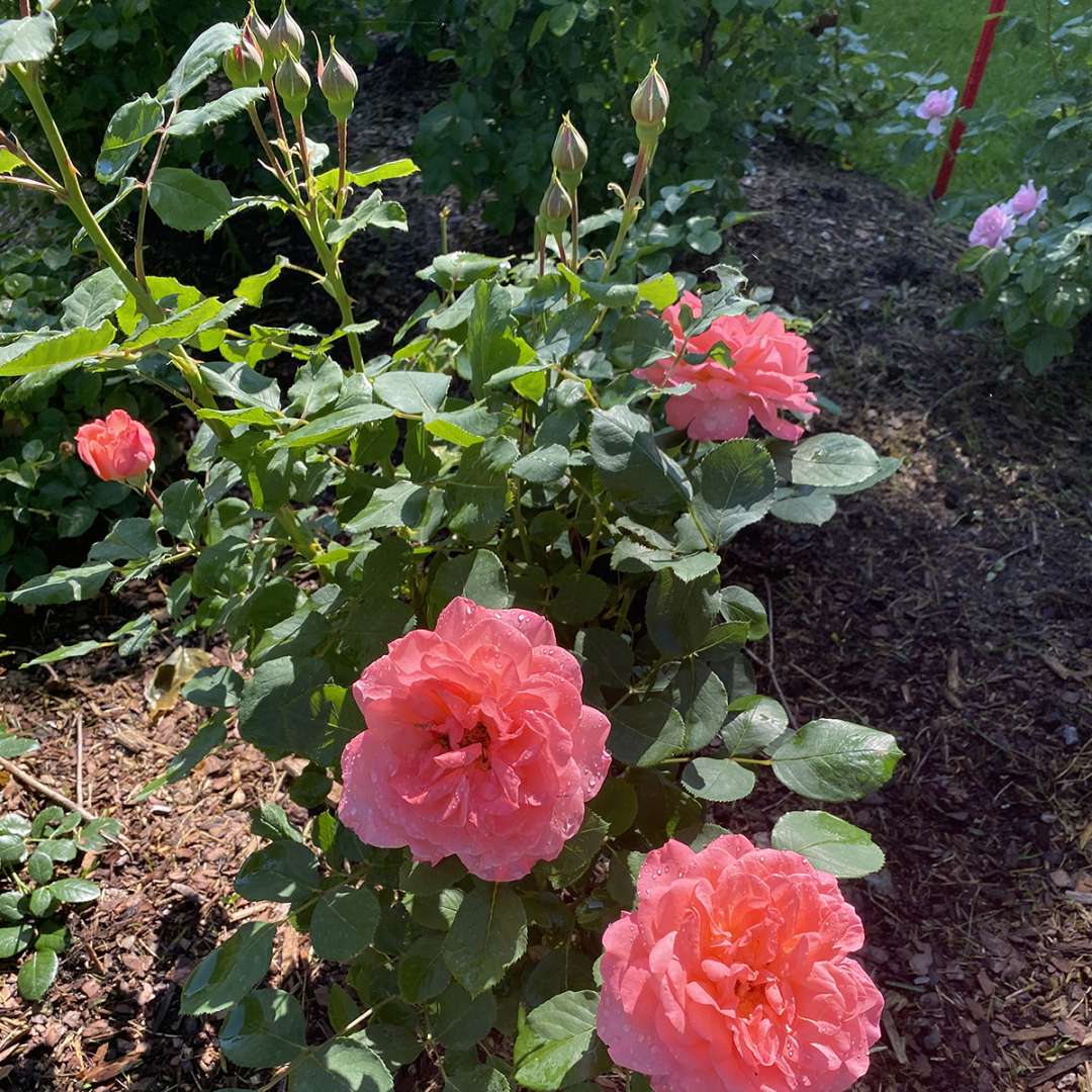 Reminiscent Coral rose in a sunny garden in summer. 