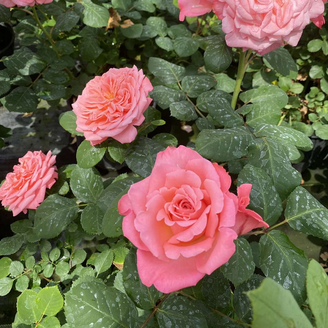 Reminiscent Coral rose blooming in a garden. 