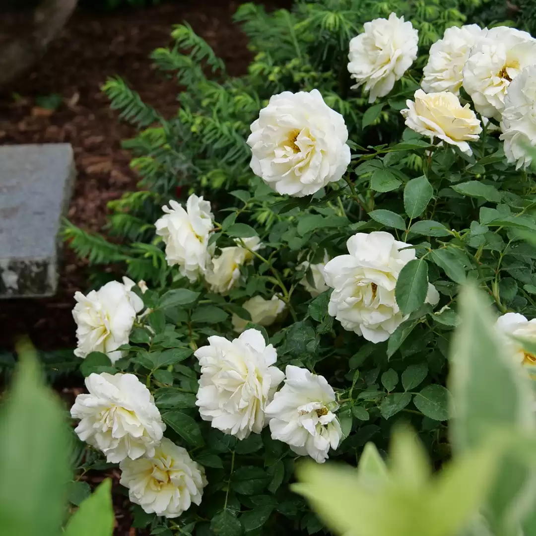 Reminiscent Crema rose covered in white-yellow blooms. 