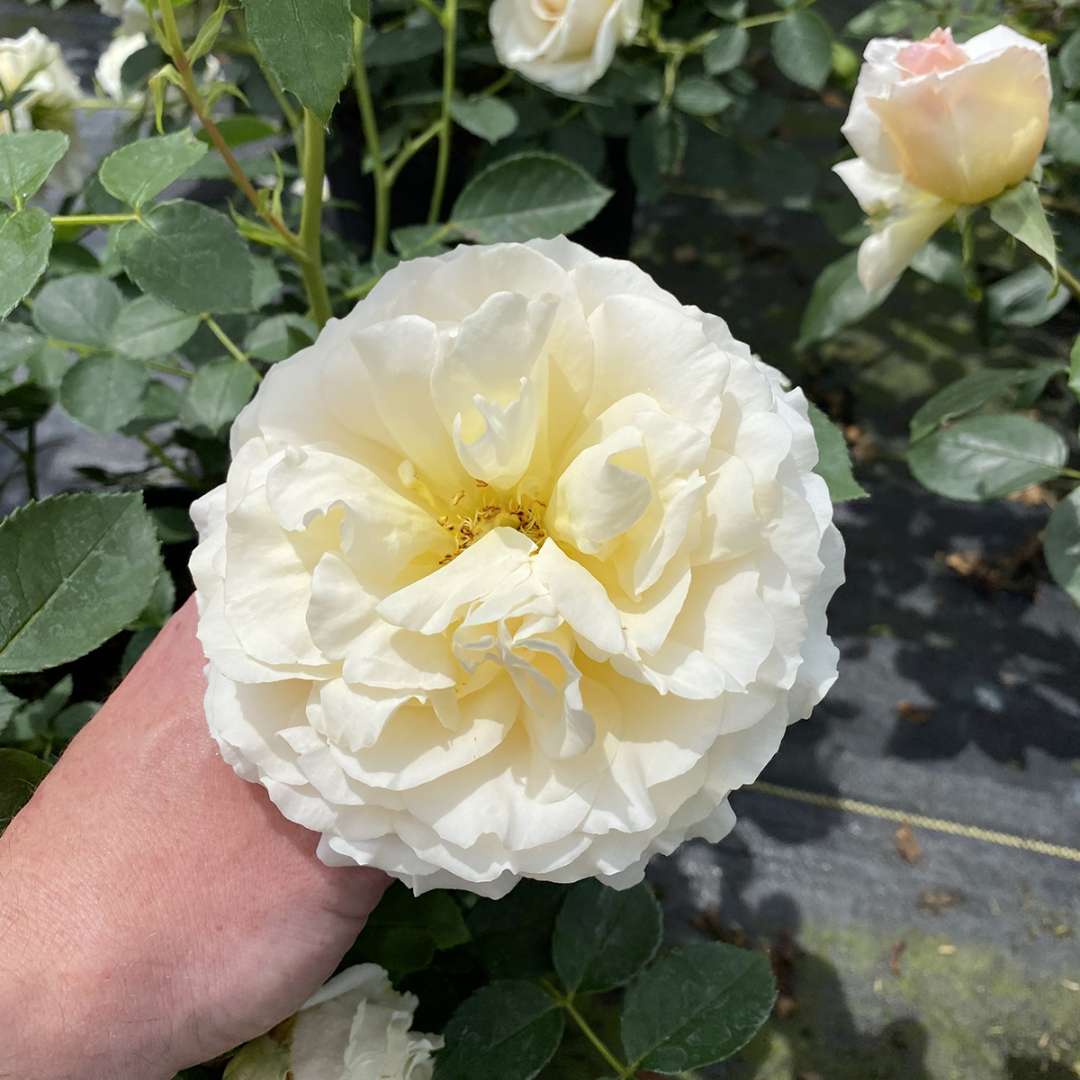 Reminiscent Crema rose with a human hand holding it for scale. 