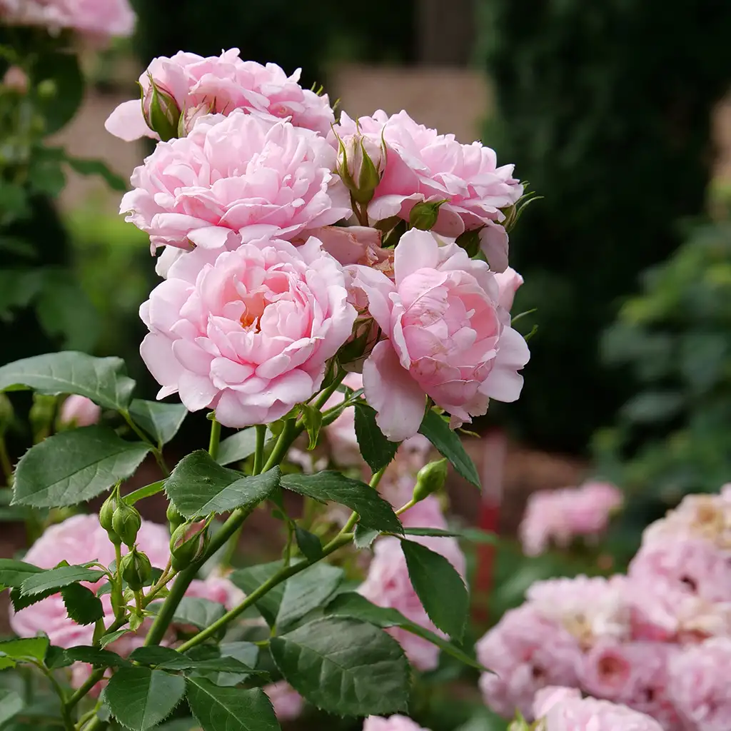 Pink Flashback Roses Plant Finder - Page 30 - Spring Meadow Nursery