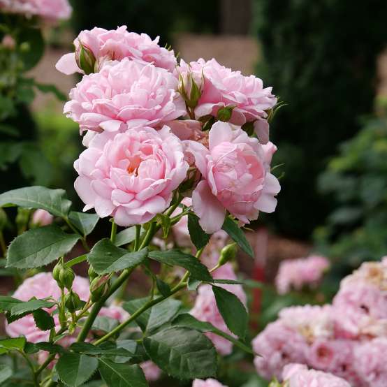 Reminiscent Pink rose covered in full pink blooms.