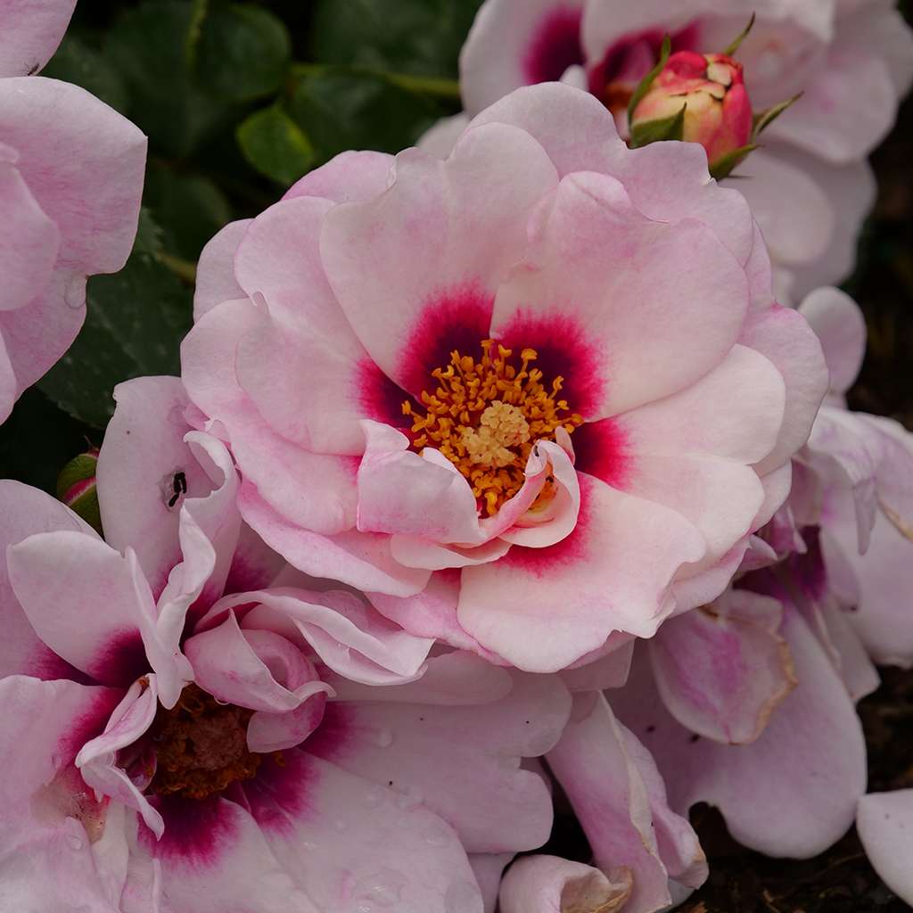 Close-up of Ringo Double Pink rose's lush two-toned pink flowers with a wine-colored eye. 