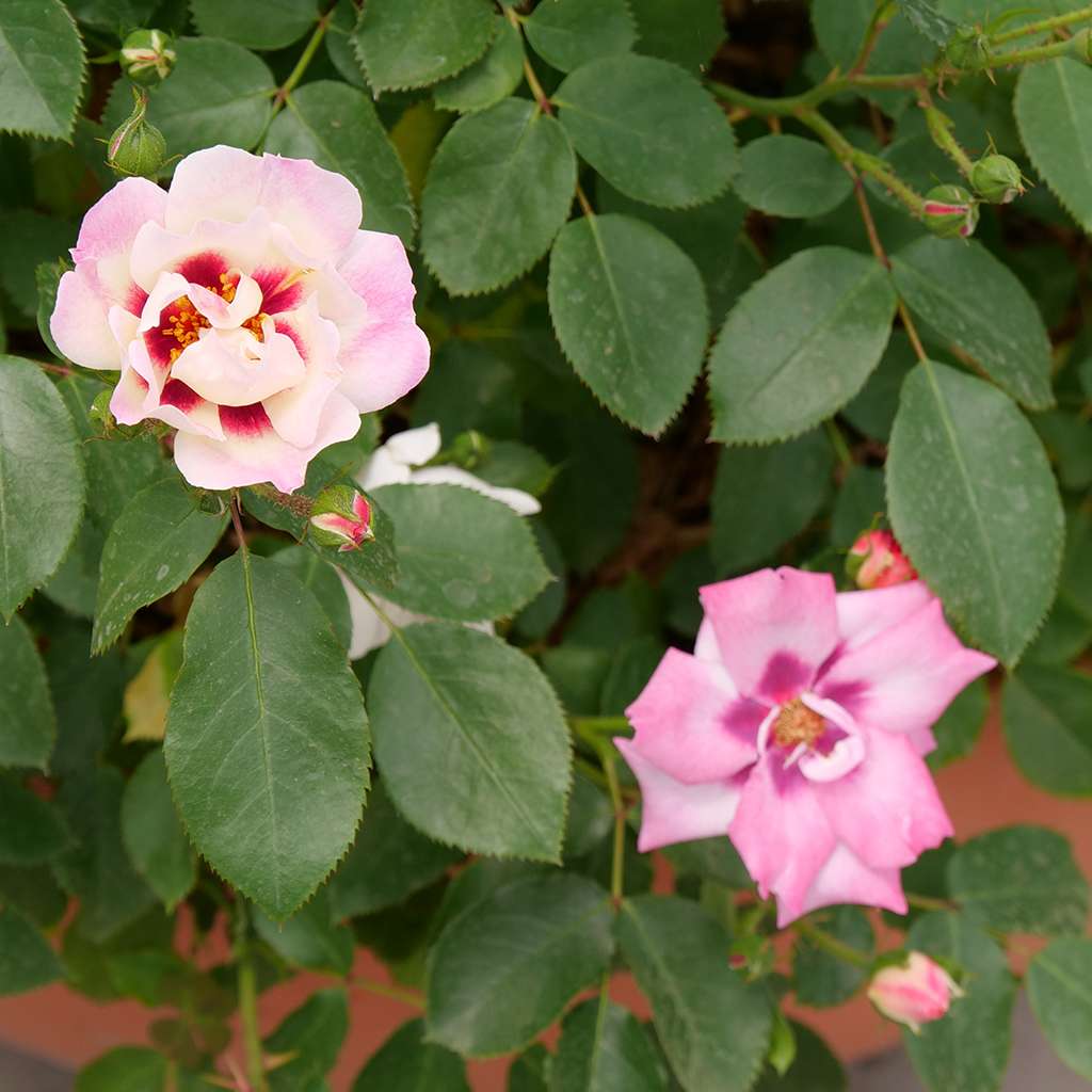 One light pink and one darker pink bloom on Ringo Double Pink rose.