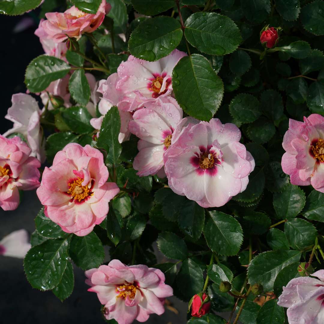 The blooms of Ringo Double Pink rose against healthy green foliage