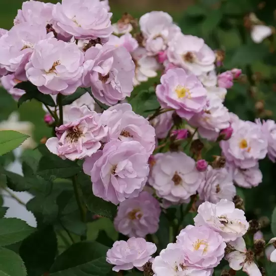 Rise Up Lilac Days rose blooms profusely, with purple-blue flowers. 