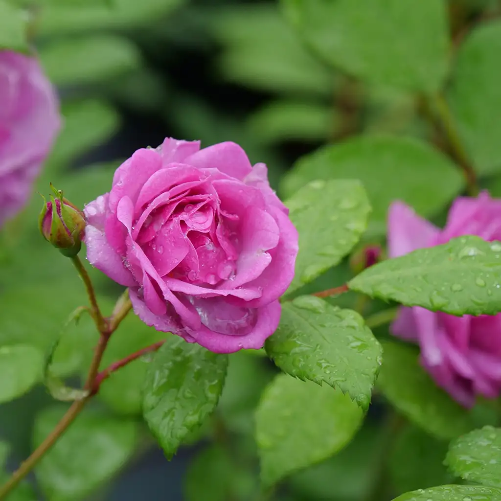 Rise Up Lilac Days rose's elegant purple flowers
