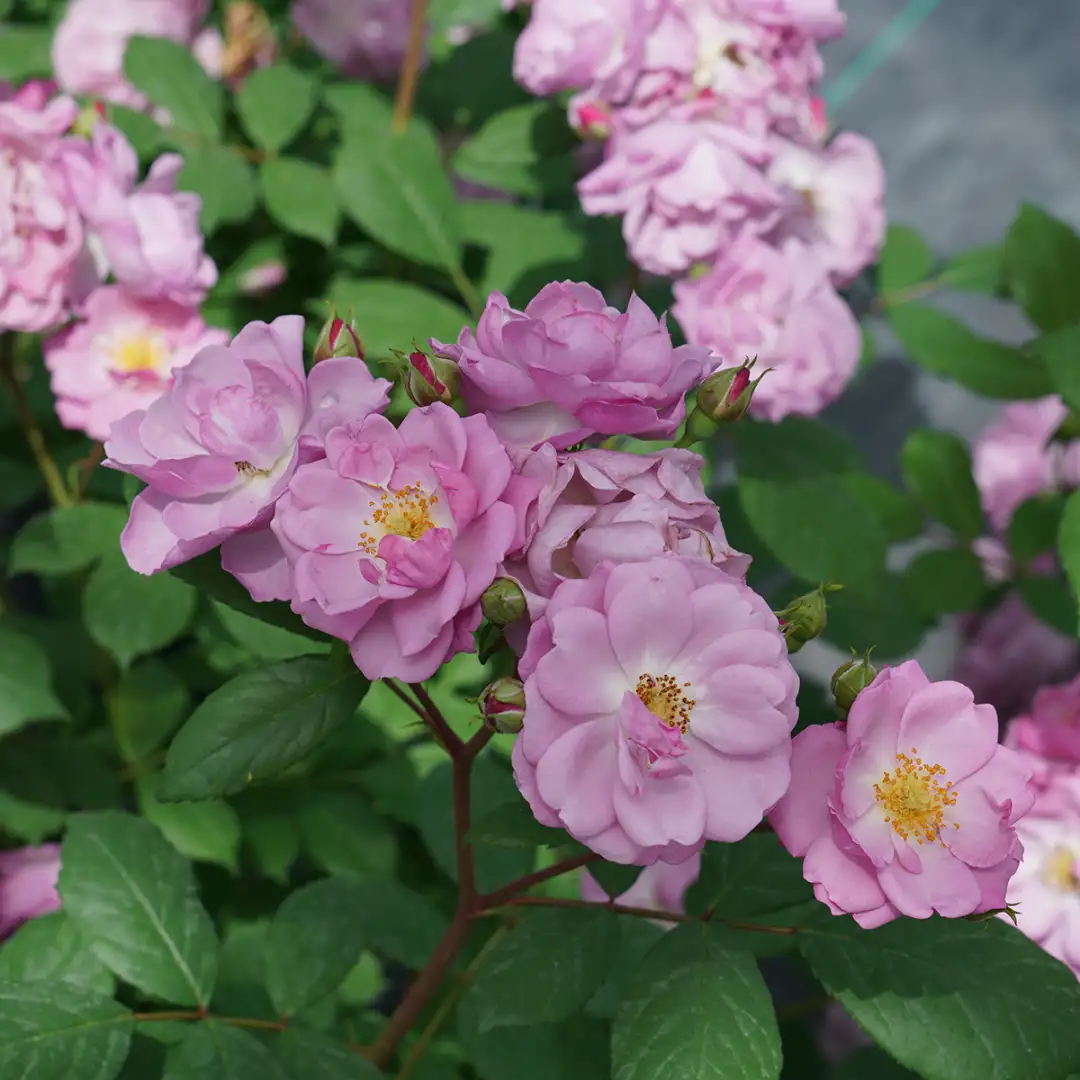 Sprays of purple flowers on Rise Up Lilac Days rose.