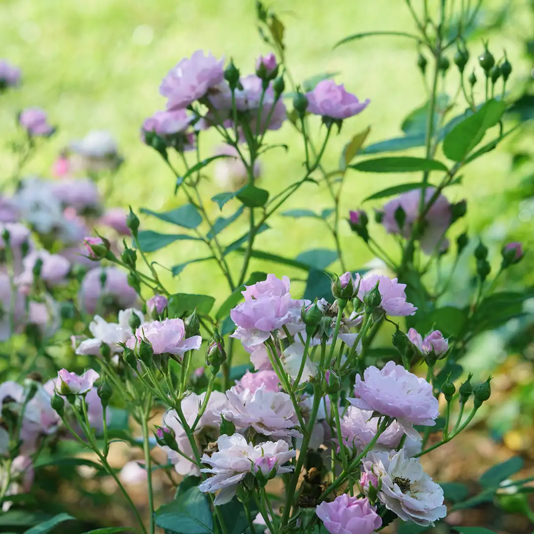 Rise Up Lilac Days rose blooming in a sunny garden against a green lawn.