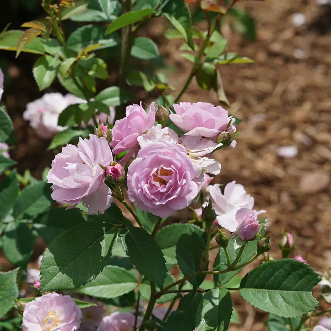 Emerging flowers on Rise Up Lilac Days rose.