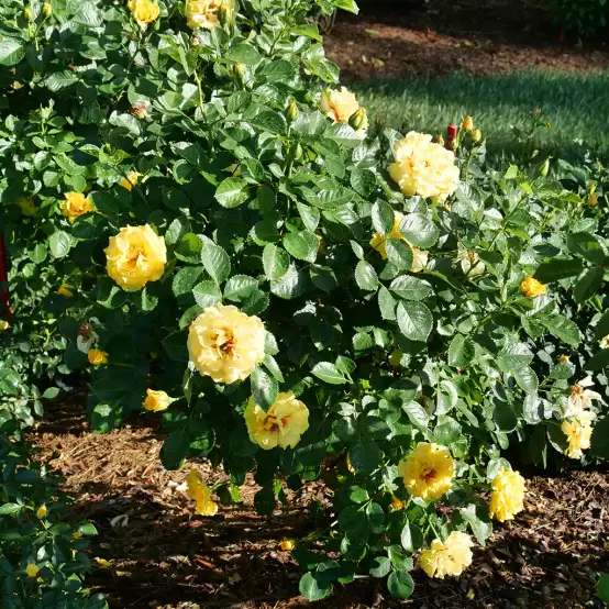 Rise Up Ringo rose planted in a landscape