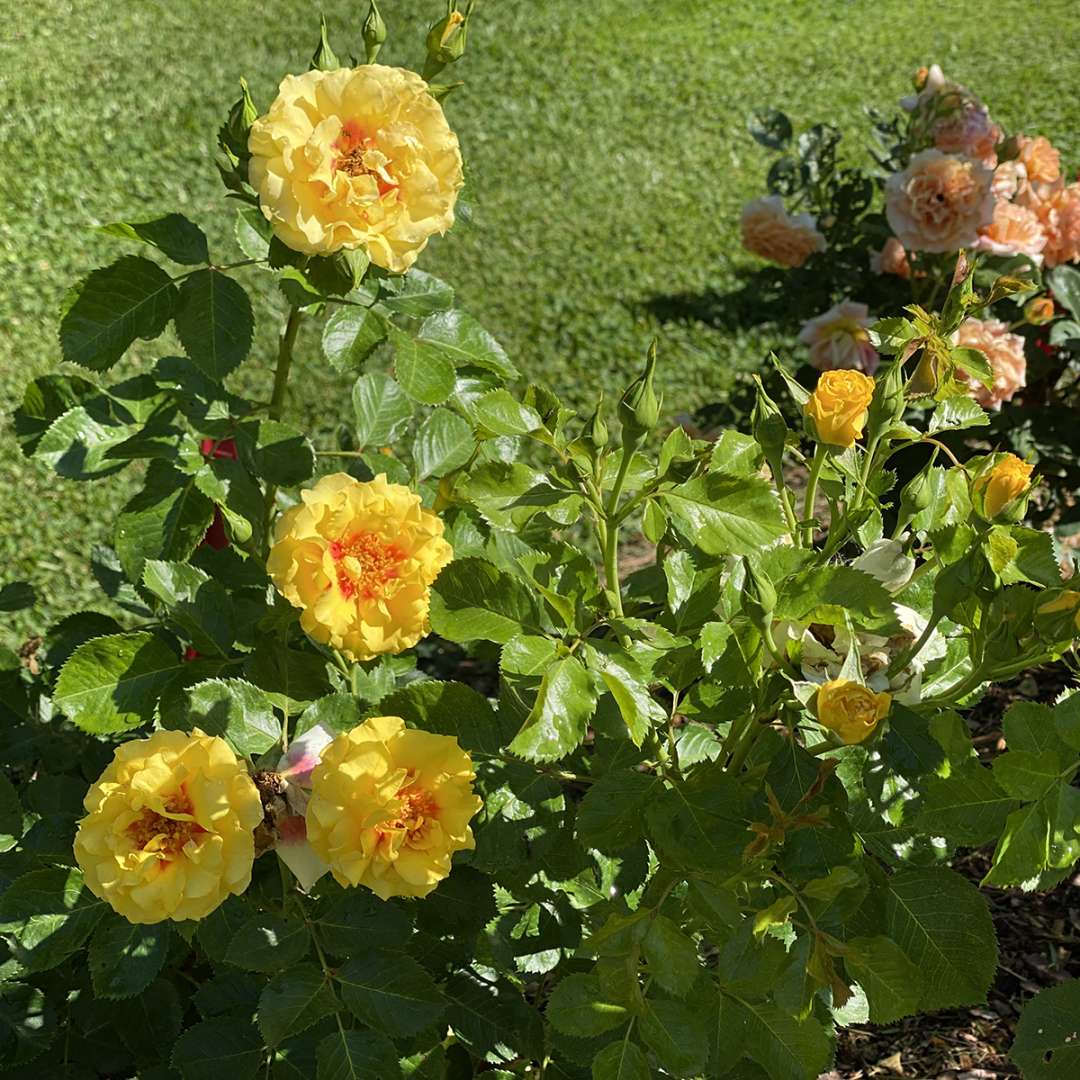 Rise Up Ringo rose covered in blooms in a garden. 