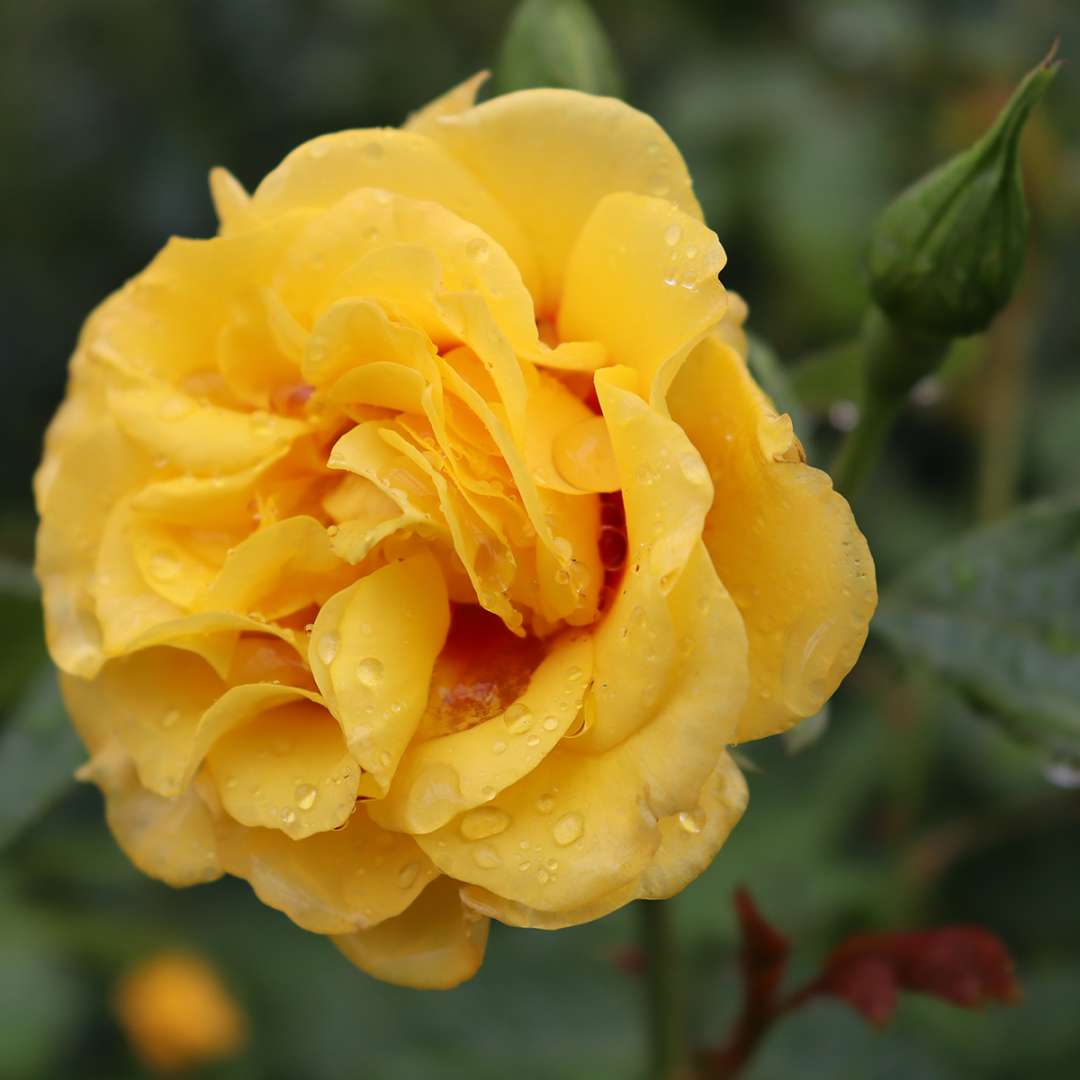 A semi-doubled flower of Rise Up Ringo rose 