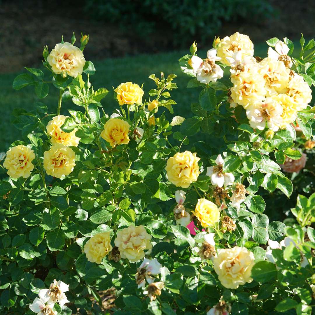 Rise Up Ringo rose with semi double yellow flowers in a garden 