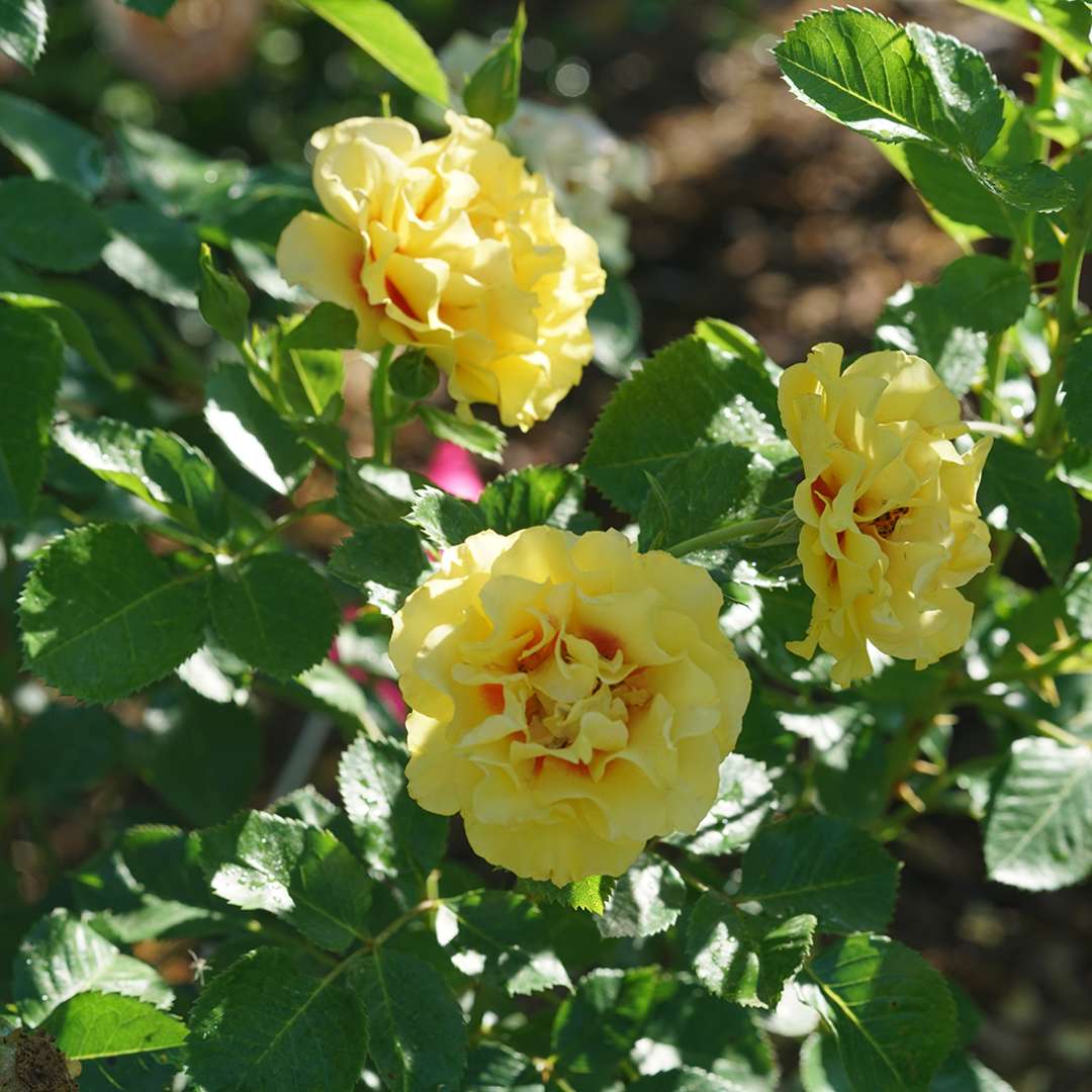 Rise Up Ringo rose covered in yellow and red flowers. 