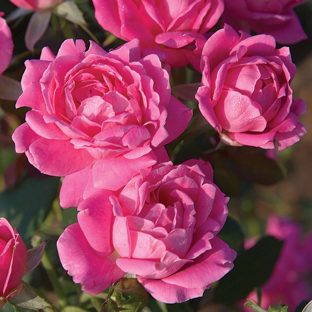 Three Double Pink Knock Out Rosa blooms