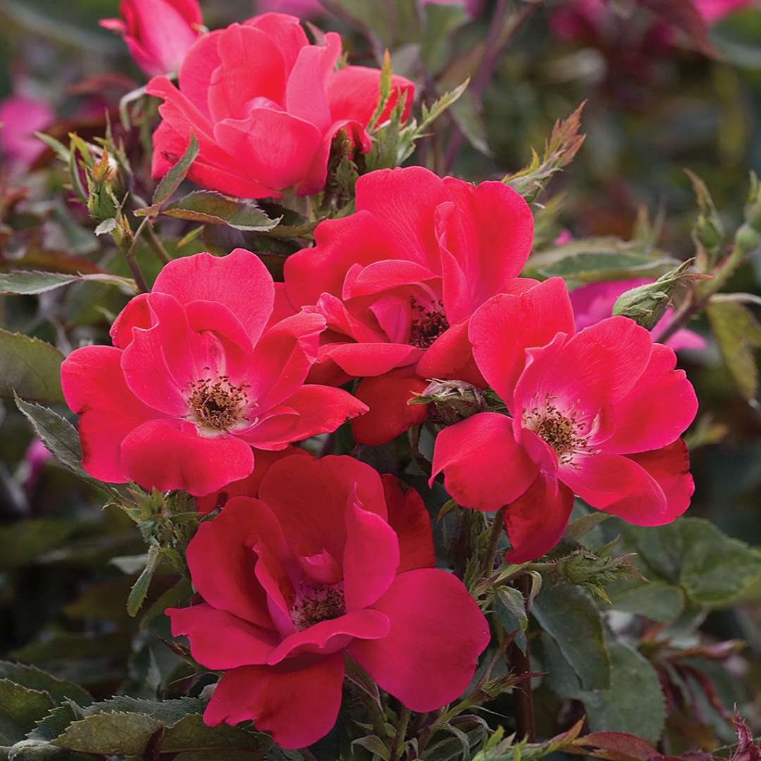 Cluster of five red Knock Out Rosa blooms