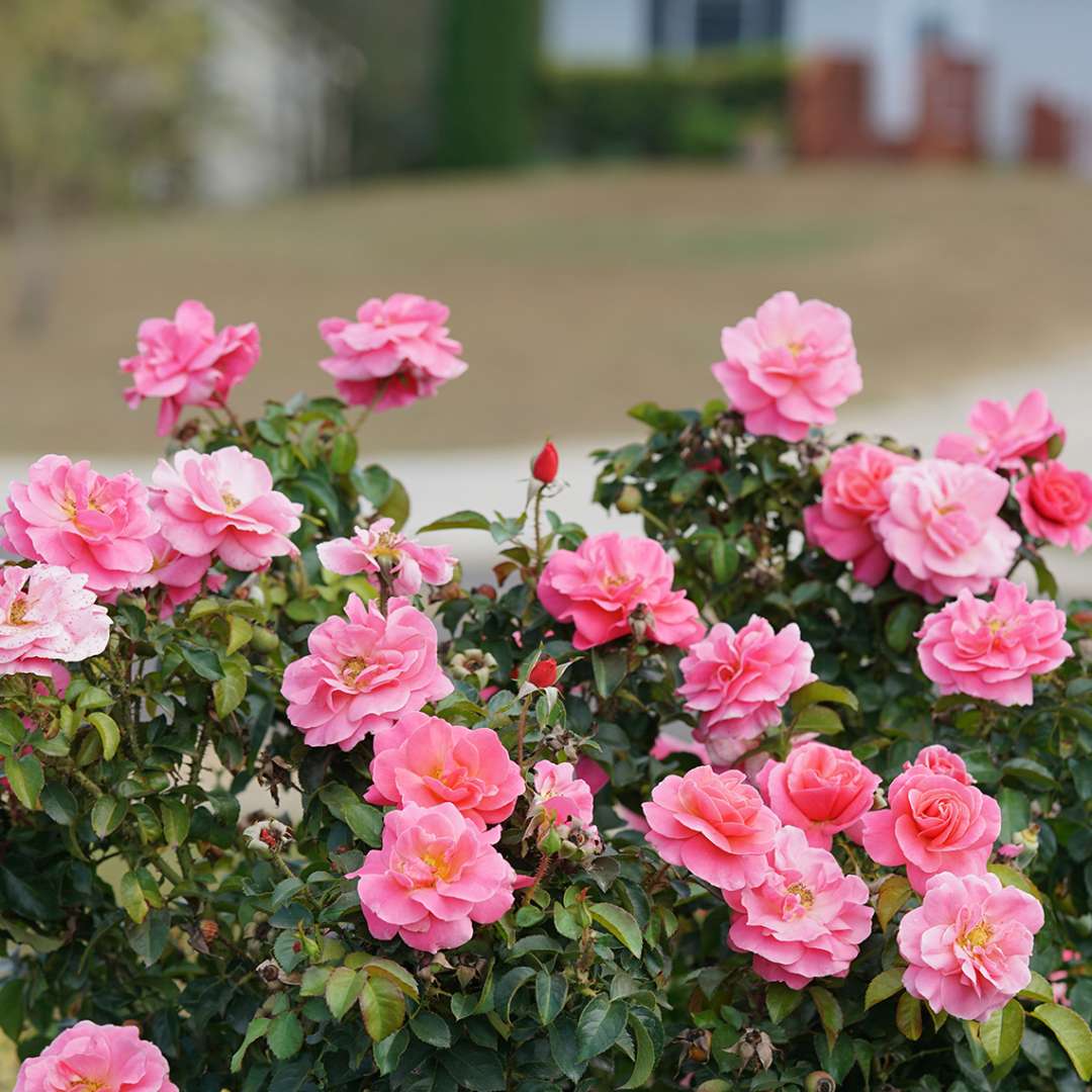 Full Flamingo pink flowers of Livin La Vida Rosa