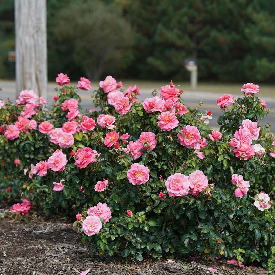 Livin La Vida Rosa mass planting in roadside bed