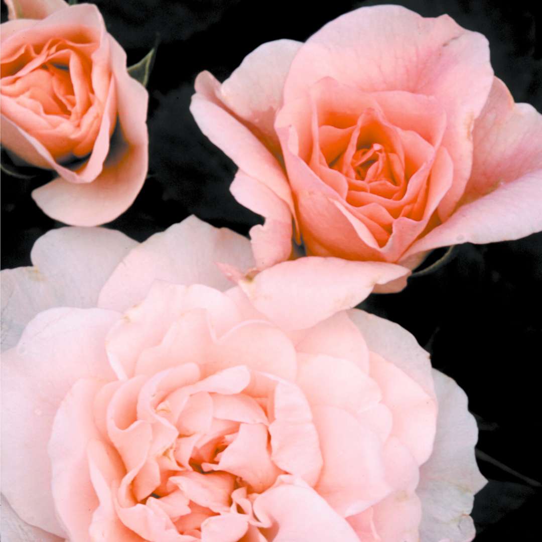 Trio of pale pink Morden Blush buds and flowers