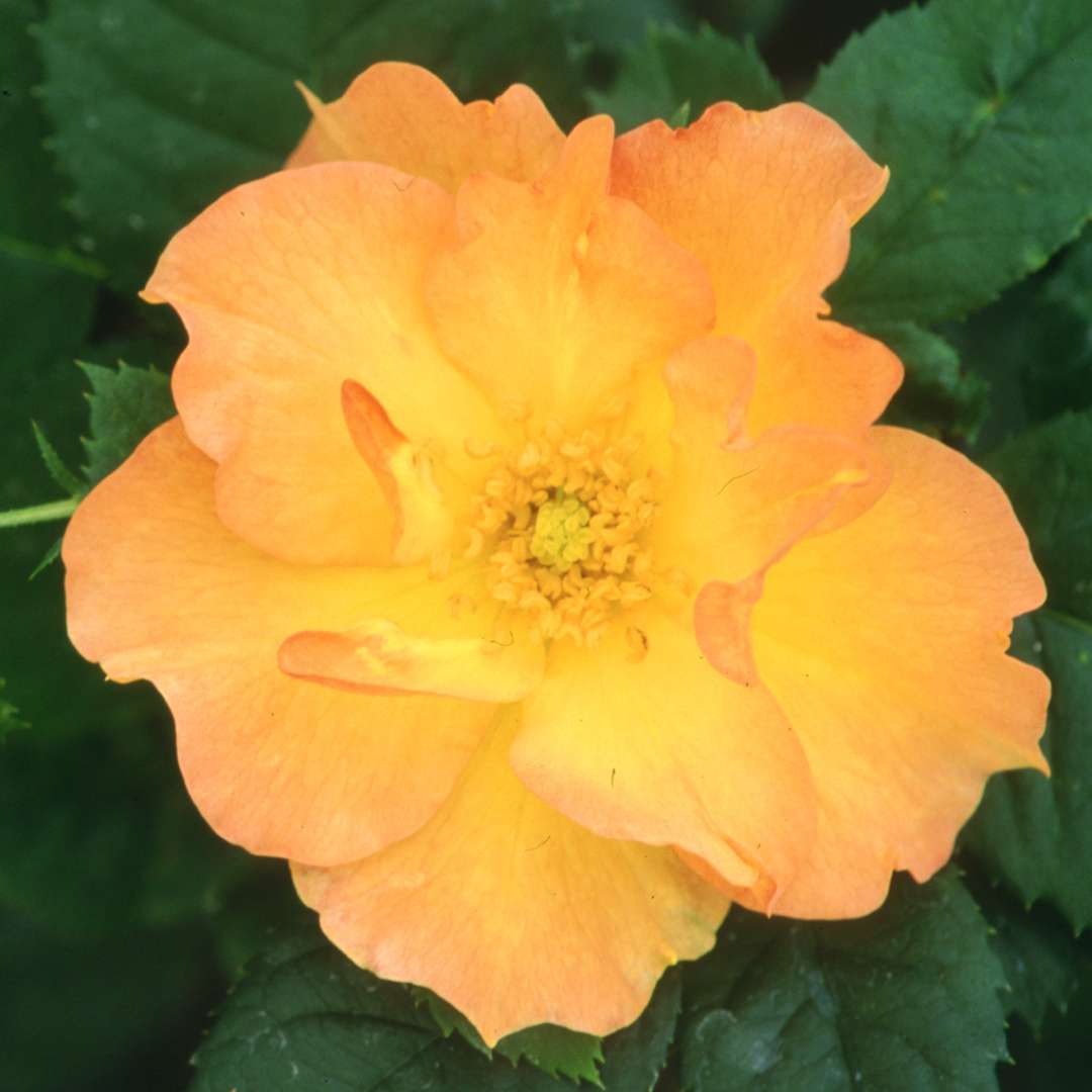 Honey toned Rosa Morden Sunrise flower