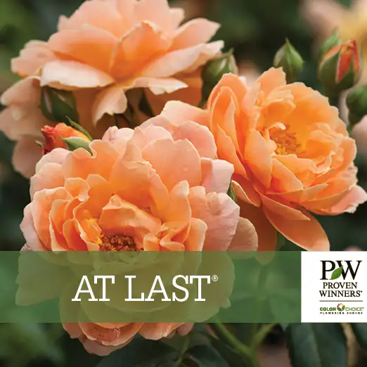 At Last® Rosa Benchcard - Spring Meadow Nursery
