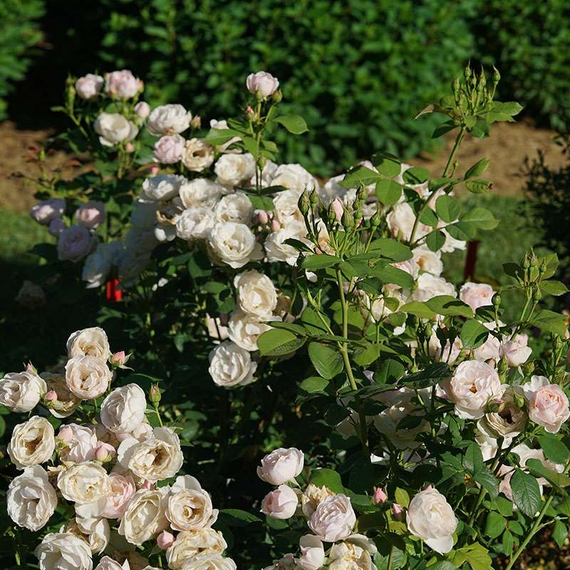 Flavorette Pear'd rose blooming in the landscape