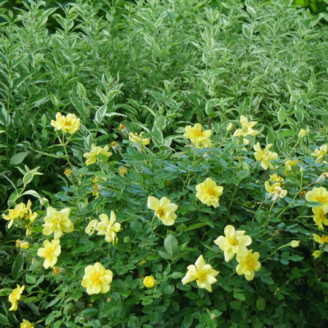 Oso Easy Lemon Zest Rose in landscape