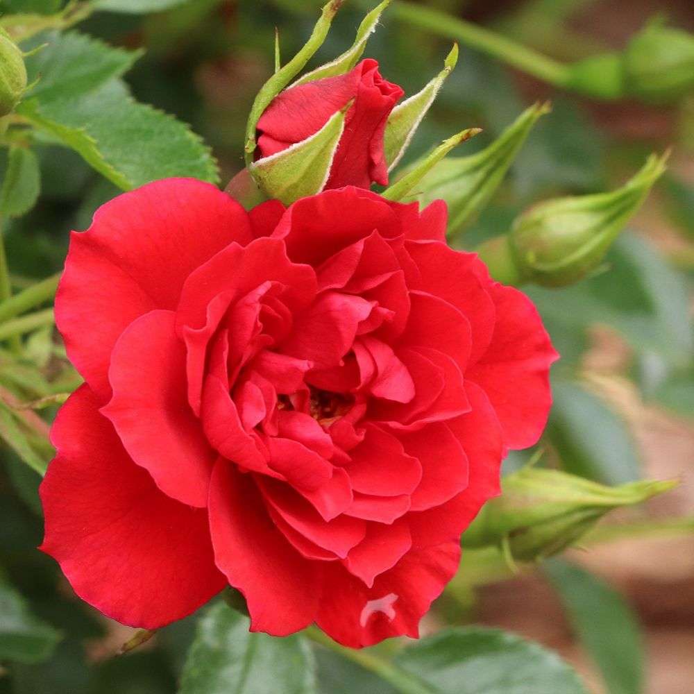 Close up of a vibrant fire engine red bloom of Oso Easy Pathfinder Red rose