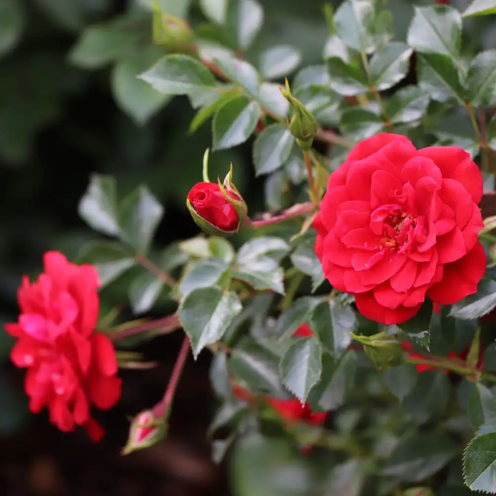Oso Easy Pathfinder Red Rosa | Spring Meadow - wholesale liners