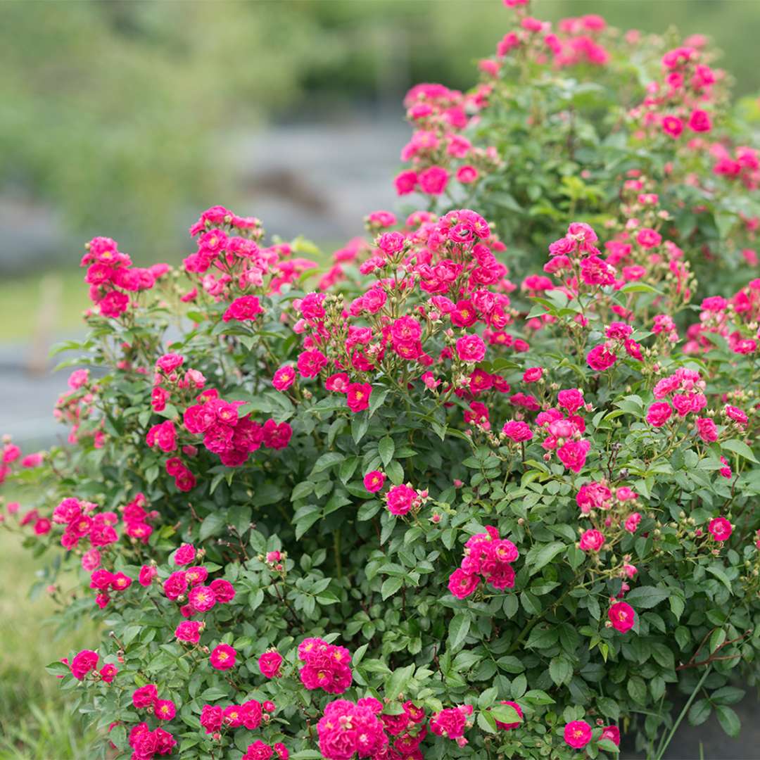 A heavily blooming Oso Easy Peasy rose in a landscape