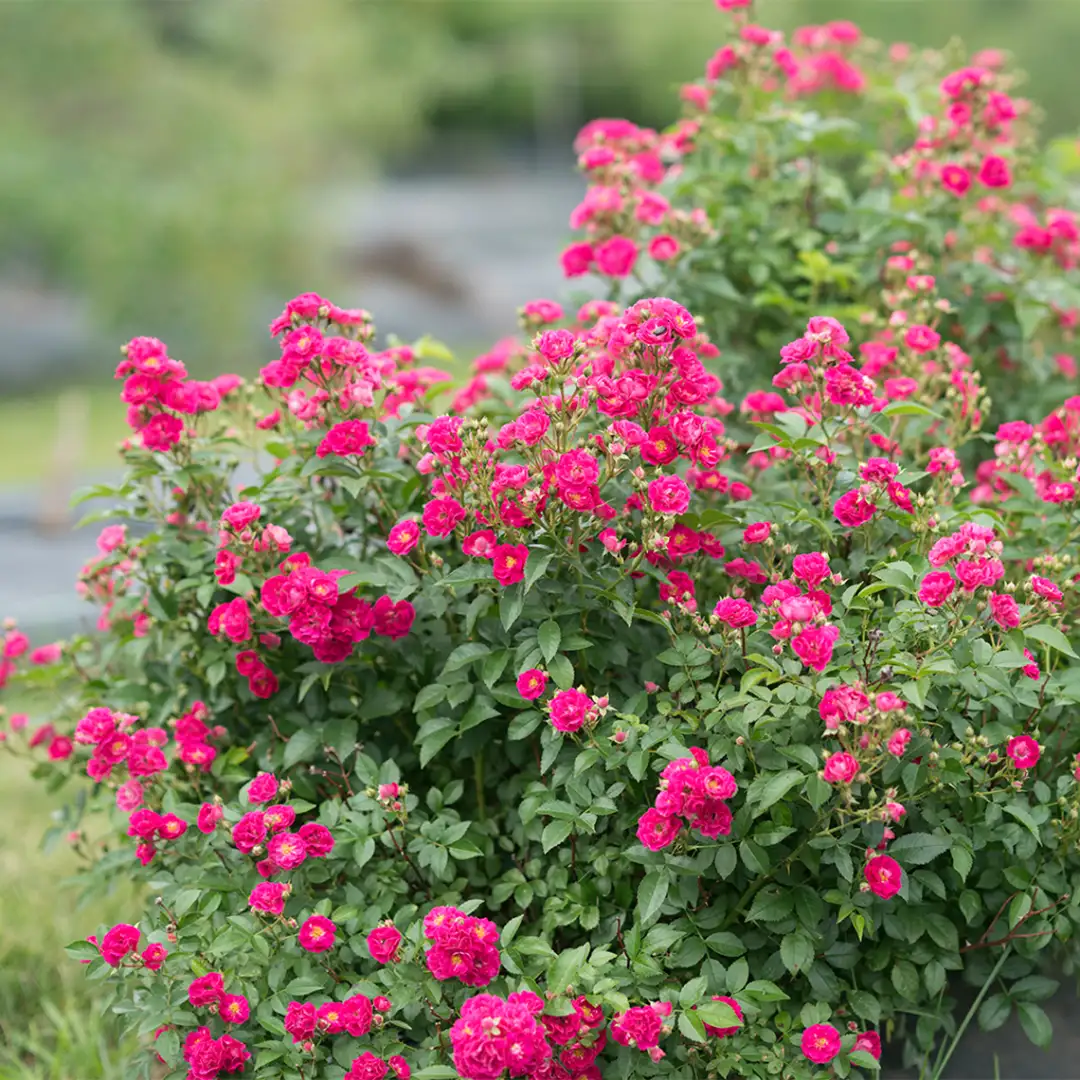 Oso Easy Peasy Rose | wholesale liners | - Spring Meadow Nursery