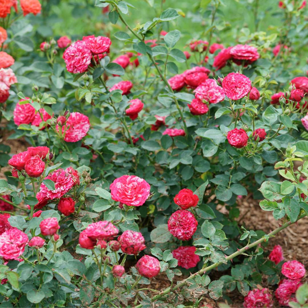 A shrub of Oso Easy Red Stripe rose covered in its characteristic red blooms with pink and white streaks. 