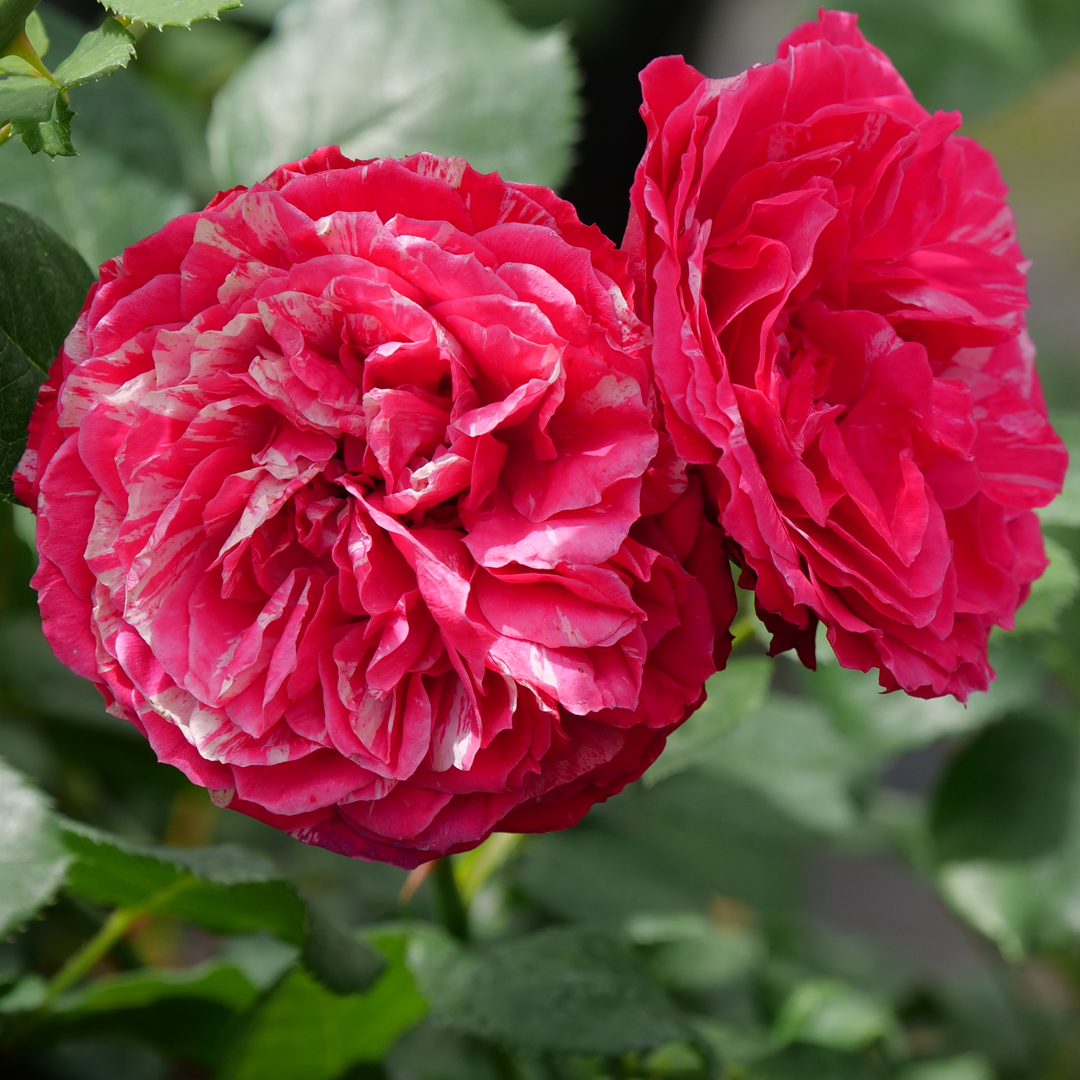 A pair of blooms on Oso Easy Red Stripe rose showing its red petals with white and pink streaking. 