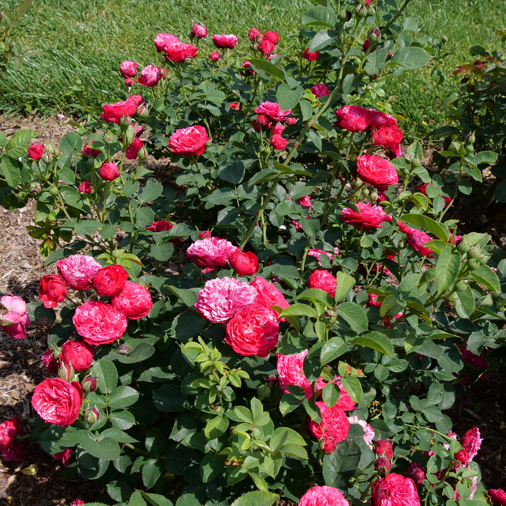 Oso Easy Red Stripe roses with white stripes and green foliage in a landscape. 