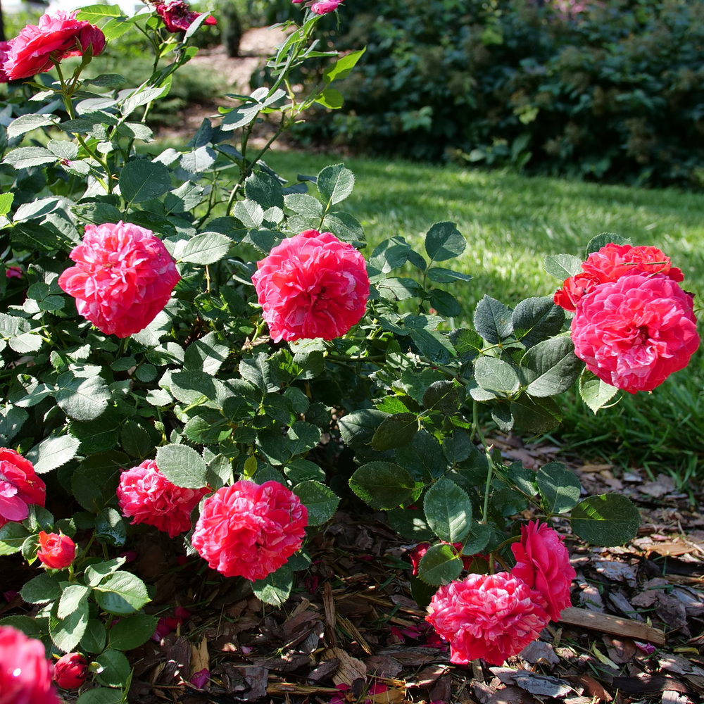 Several Oso Easy Red Stripe landscape roses with white stripes and green foliage.