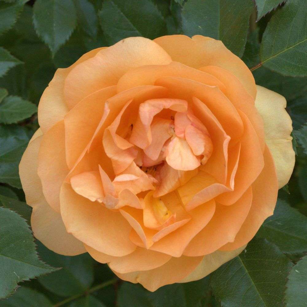 Close up of a romantic ruffled orange bloom of Reminiscent Ginger rose