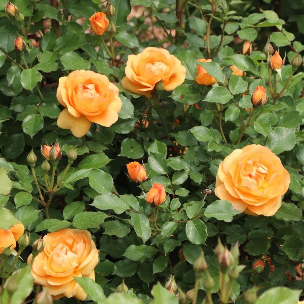 Reminiscent Ginger rose blooming in a landscape