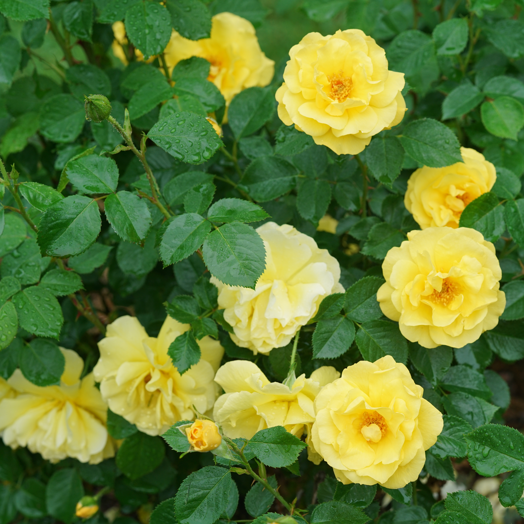 A Reminiscent Yellow rose bush covered in large, doubled, bright yellow flowers. 