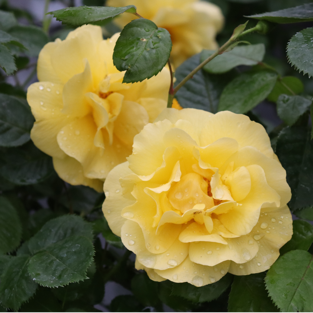 Two Reminiscent Yellow rose flowers blooming among green foliage.