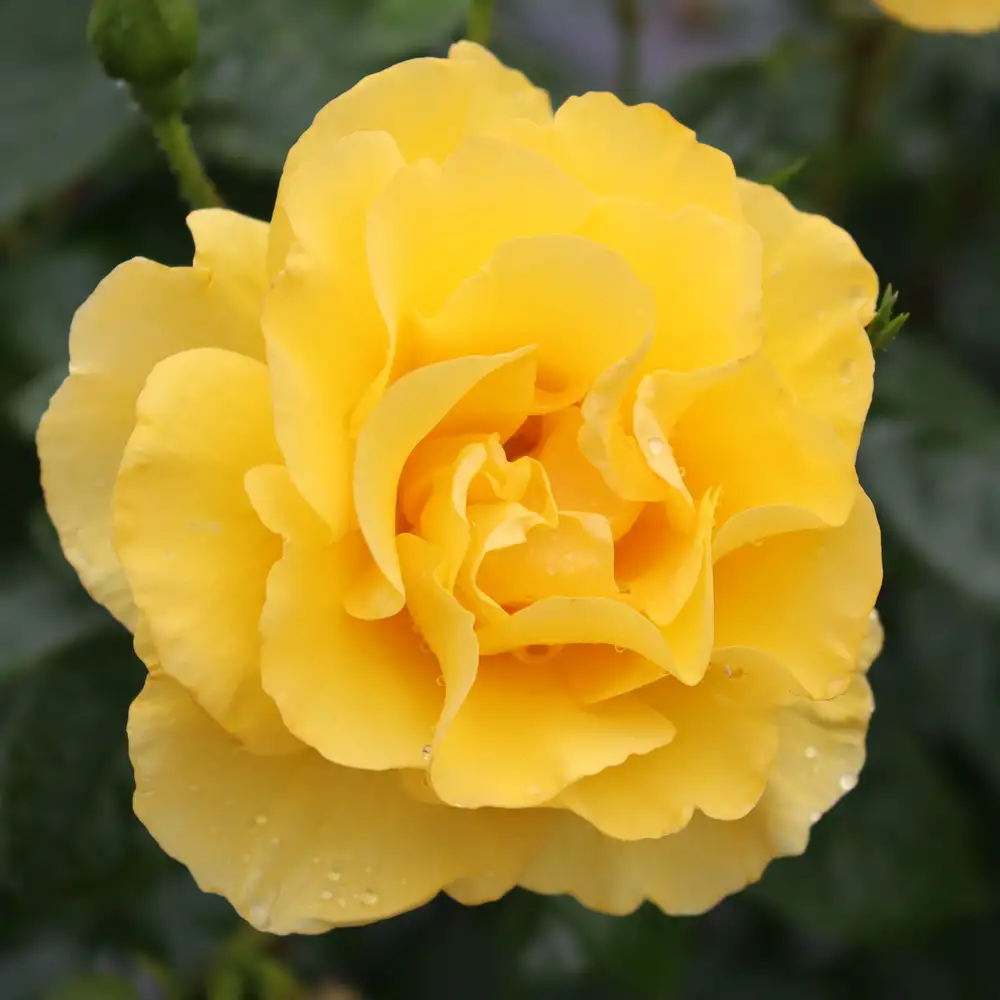 Close up of a large full petaled yellow Reminiscent Yellow rose flower blooming above green foliage.