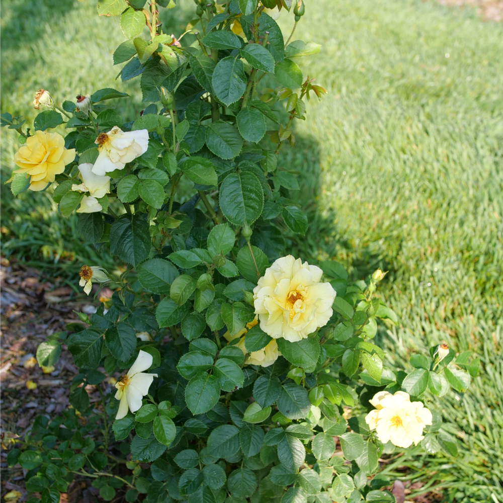 Reminiscent Yellow garden rose bush blooming in a landscape. 