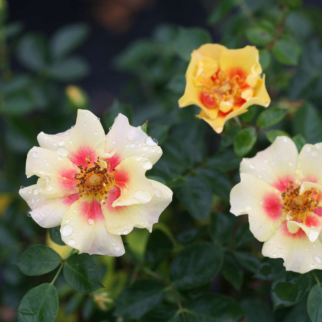 Three Ringo rose blooms against deep green foliage