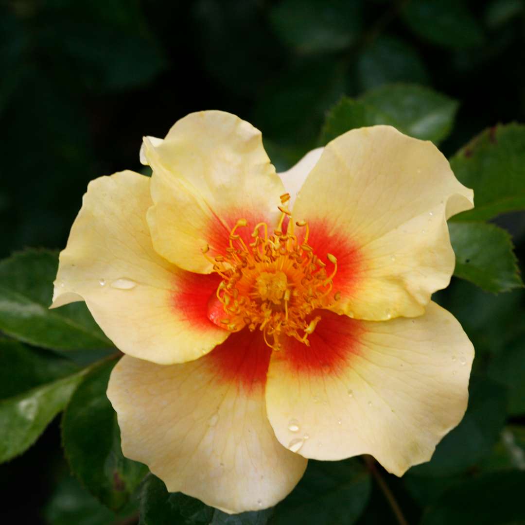 Close up of a soft yellow Ringo rose bloom with a blazing red center