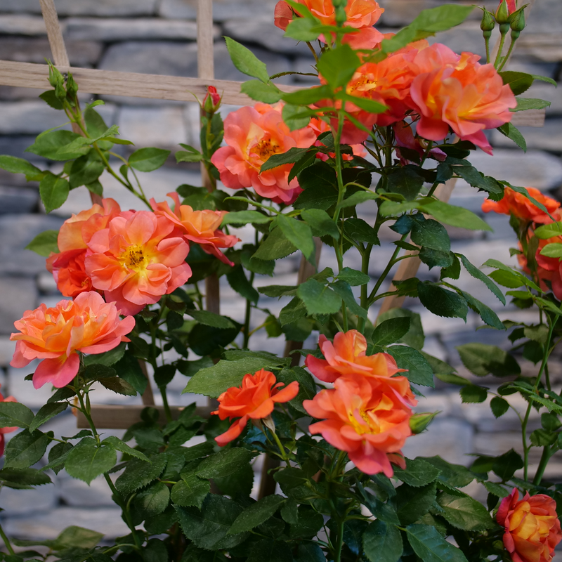 Rise up Emberays Rose climbing on a trellis.